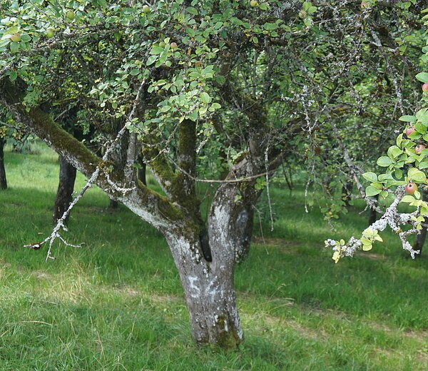 LDM-Kanal Kettenbachdamm, Apfelbaum