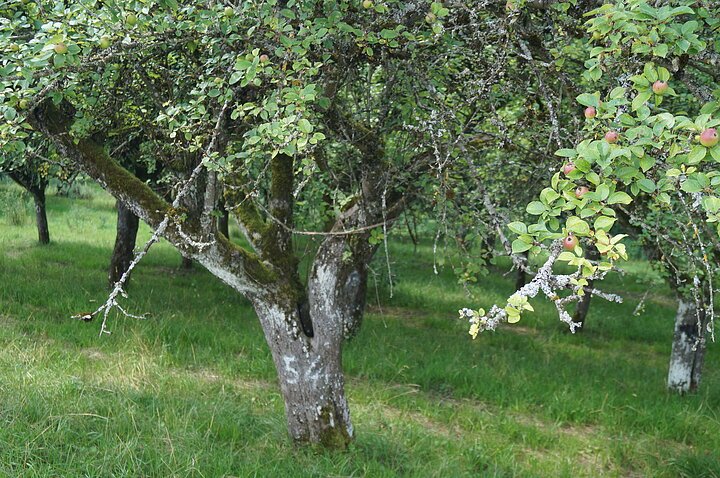 LDM-Kanal Kettenbachdamm, Apfelbaum