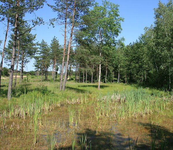 Naturschutzgebiet Föhrenbuck